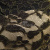 Кружевное полотно XD LACE 1-4, 80 гр/м2, шир.150см, цвет чёрный - купить в Батайске. Цена 245.94 руб.