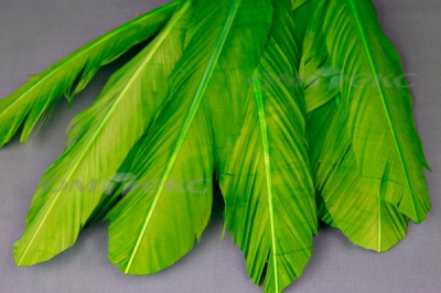 Декоративный Пучок из перьев, перо 24см/зеленый - купить в Батайске. Цена: 12.19 руб.